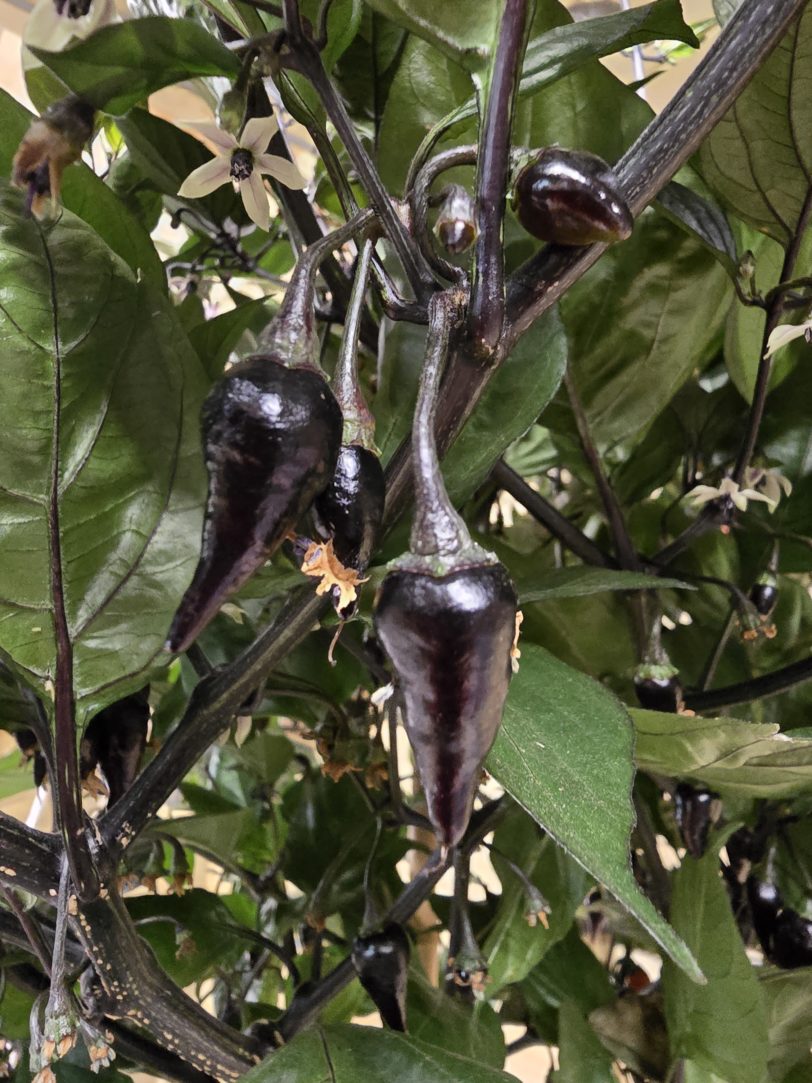 Black Biquinho Chilli Seeds - Image 4