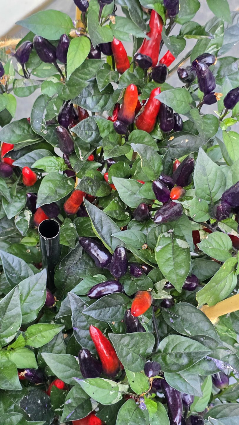 Fairy Light x Hot Pallet Chilli Seeds - Image 10