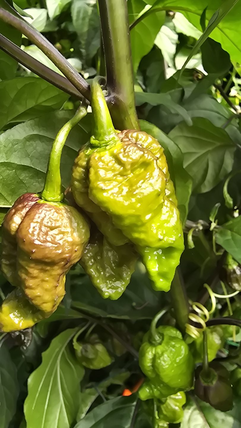 Pink Tiger X Moruga Red Chilli Seeds - Image 9