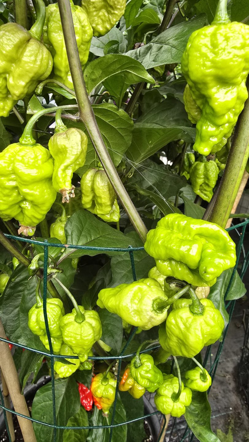 Pink Tiger X Moruga Red Chilli Seeds - Image 7