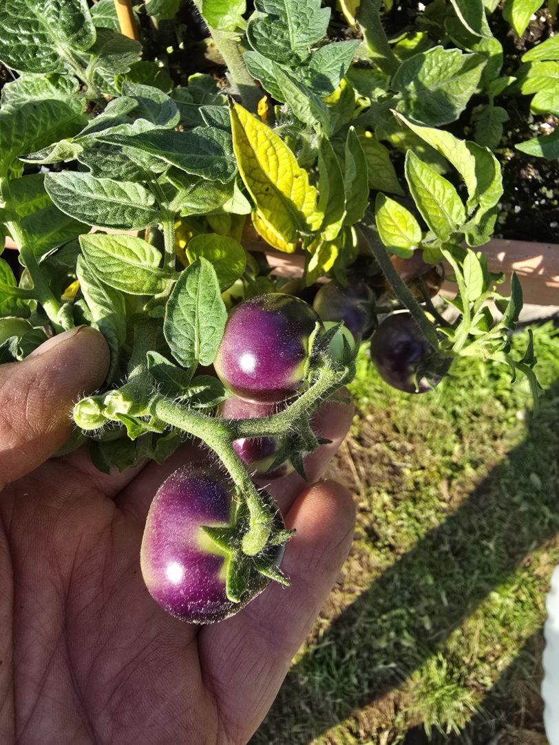 Inkspot Micro Dwarf Tomato Seeds - Image 4