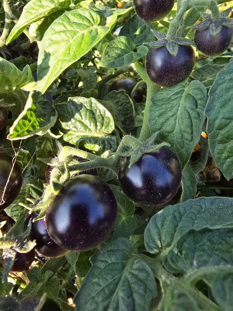 Inkspot Micro Dwarf Tomato Seeds - Image 3