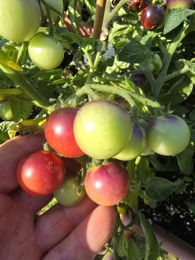 Inkspot Micro Dwarf Tomato Seeds - Image 6