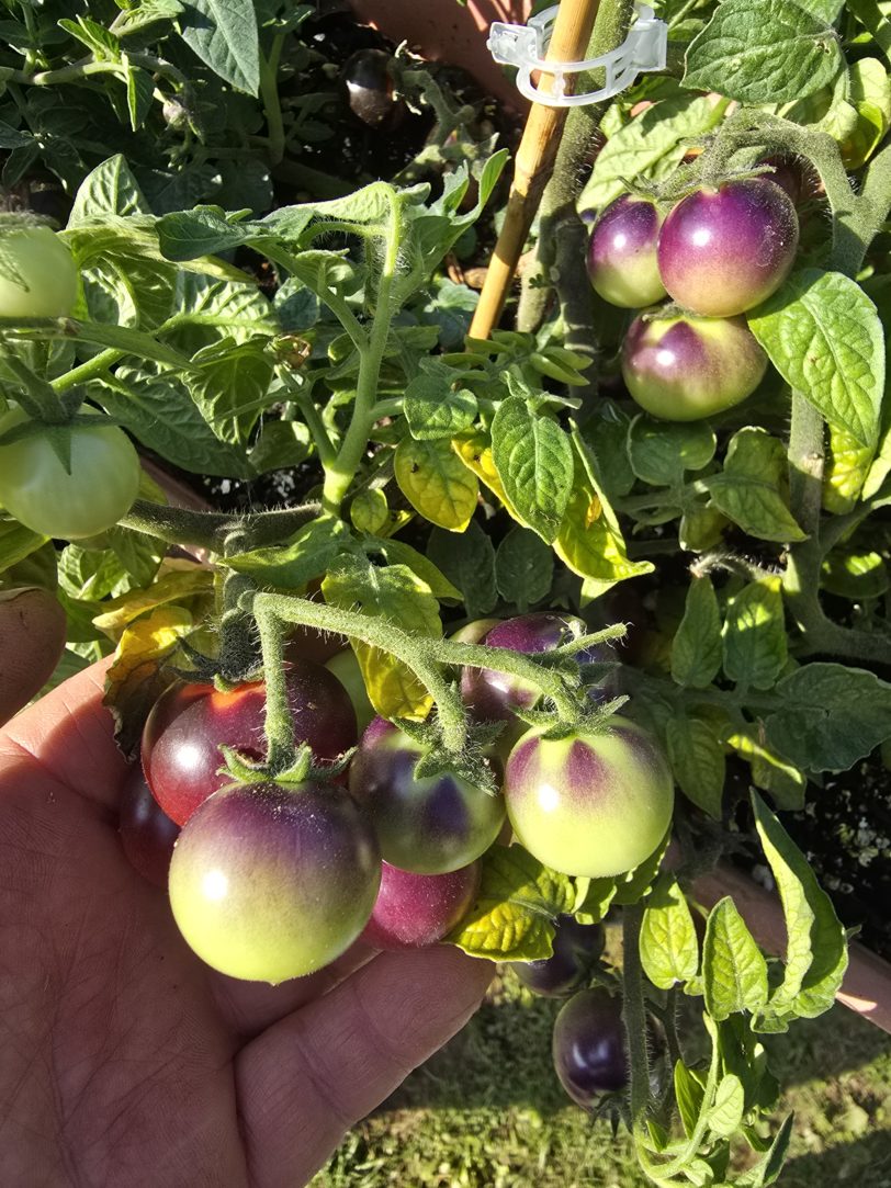 Inkspot Micro Dwarf Tomato Seeds - Image 5