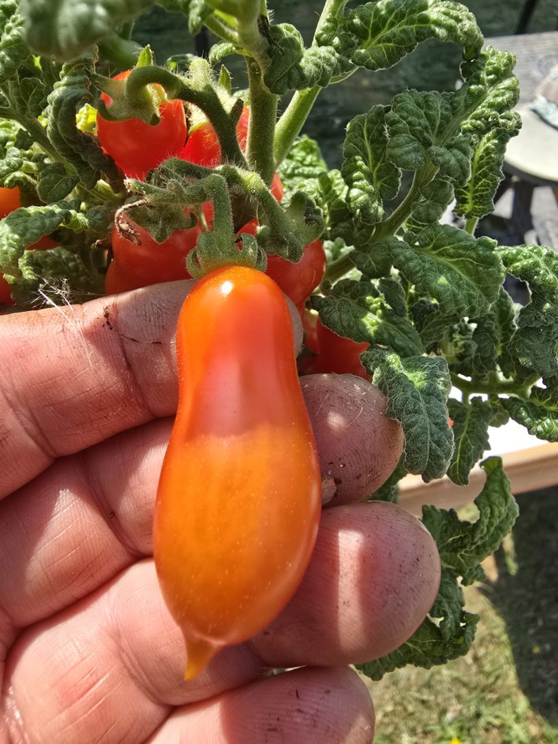Curly Kale Micro Dwarf Tomato Seeds - Image 3