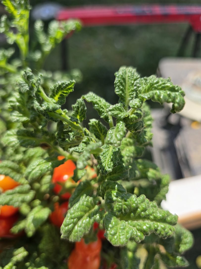 Curly Kale Micro Dwarf Tomato Seeds - Image 5