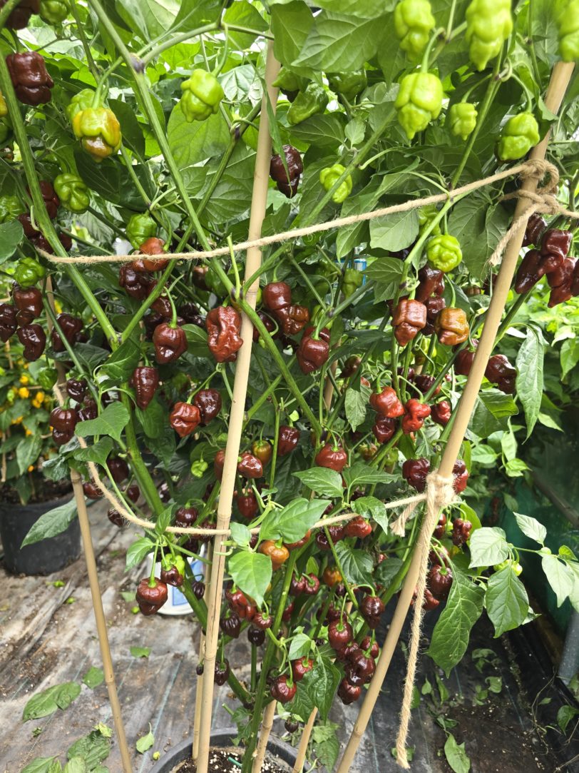 Jabba Da Hutt Chocolate Chilli Seeds - Image 5
