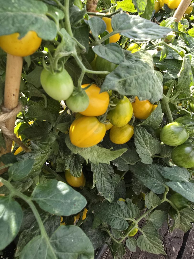 Jewel Beetle Micro Dwarf Tomato Seeds - Image 10