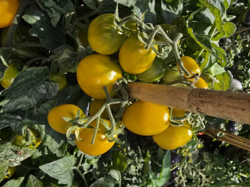 Jewel Beetle Micro Dwarf Tomato Seeds - Image 9