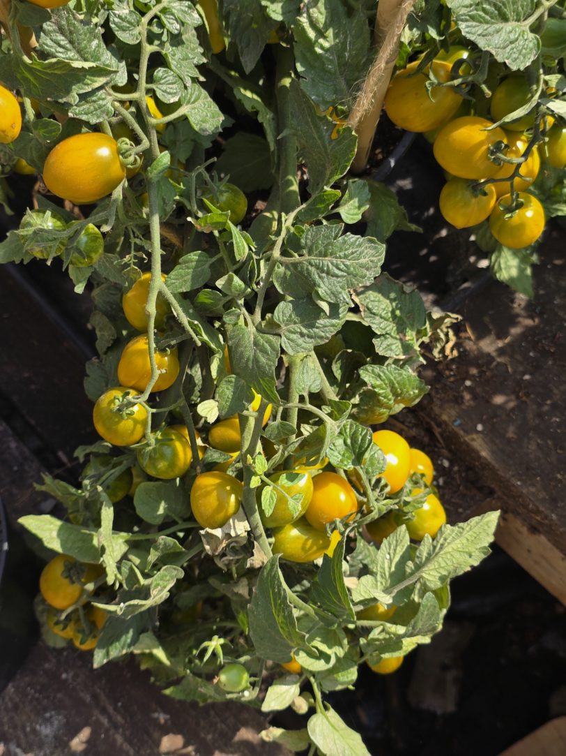 Jewel Beetle Micro Dwarf Tomato Seeds - Image 8