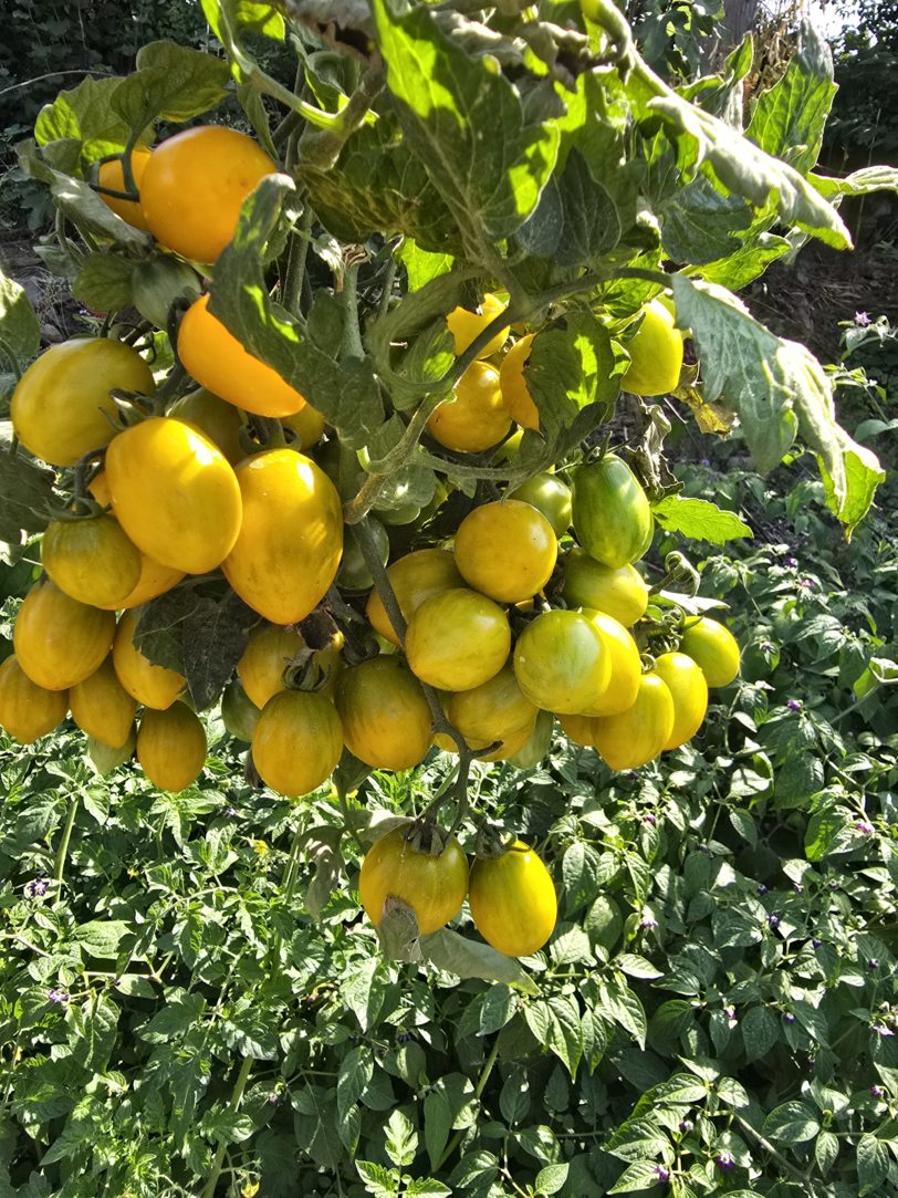 Jewel Beetle Micro Dwarf Tomato Seeds - Image 5