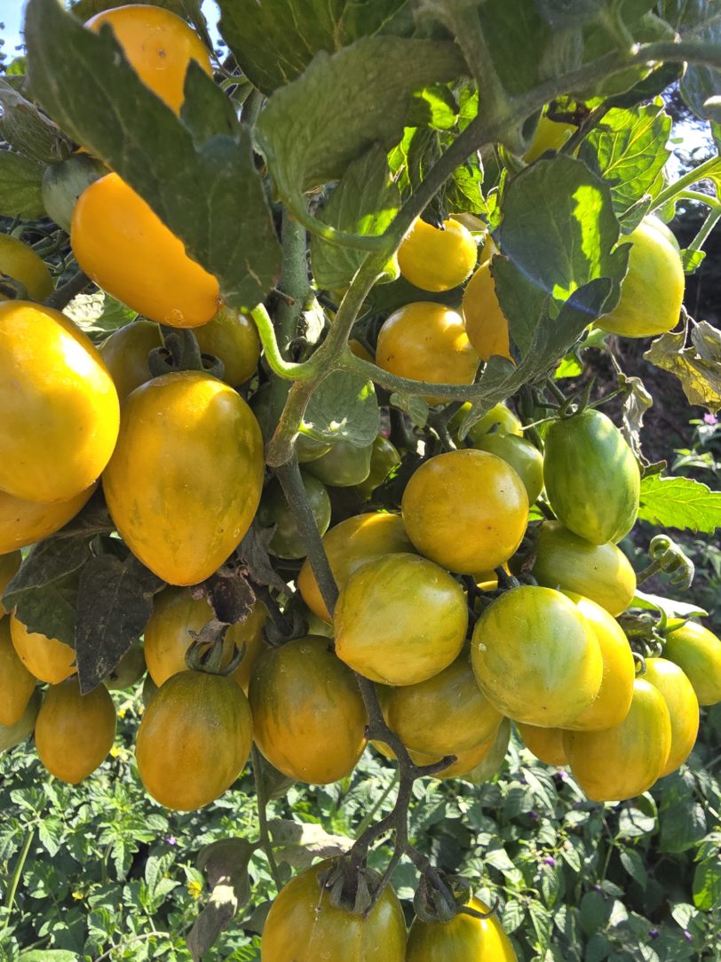 Jewel Beetle Micro Dwarf Tomato Seeds - Image 4