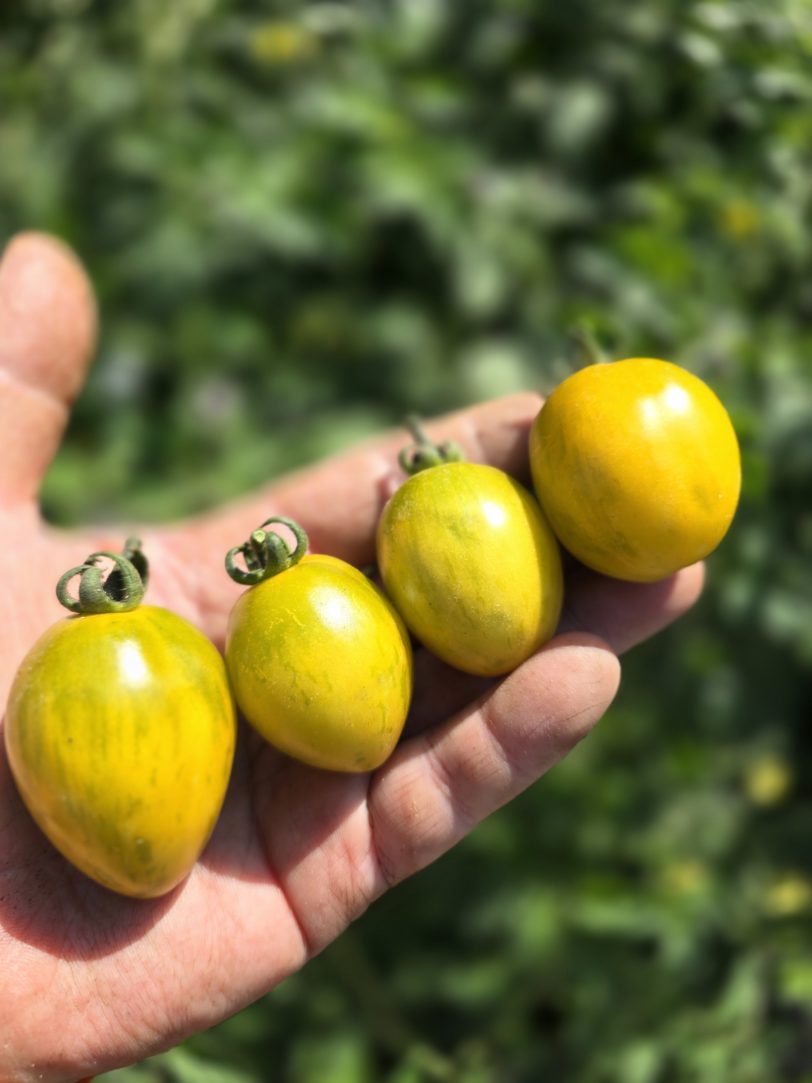 Jewel Beetle Micro Dwarf Tomato Seeds - Image 3