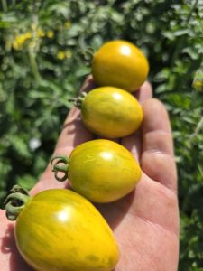 Jewel Beetle Micro Dwarf Tomato Seeds