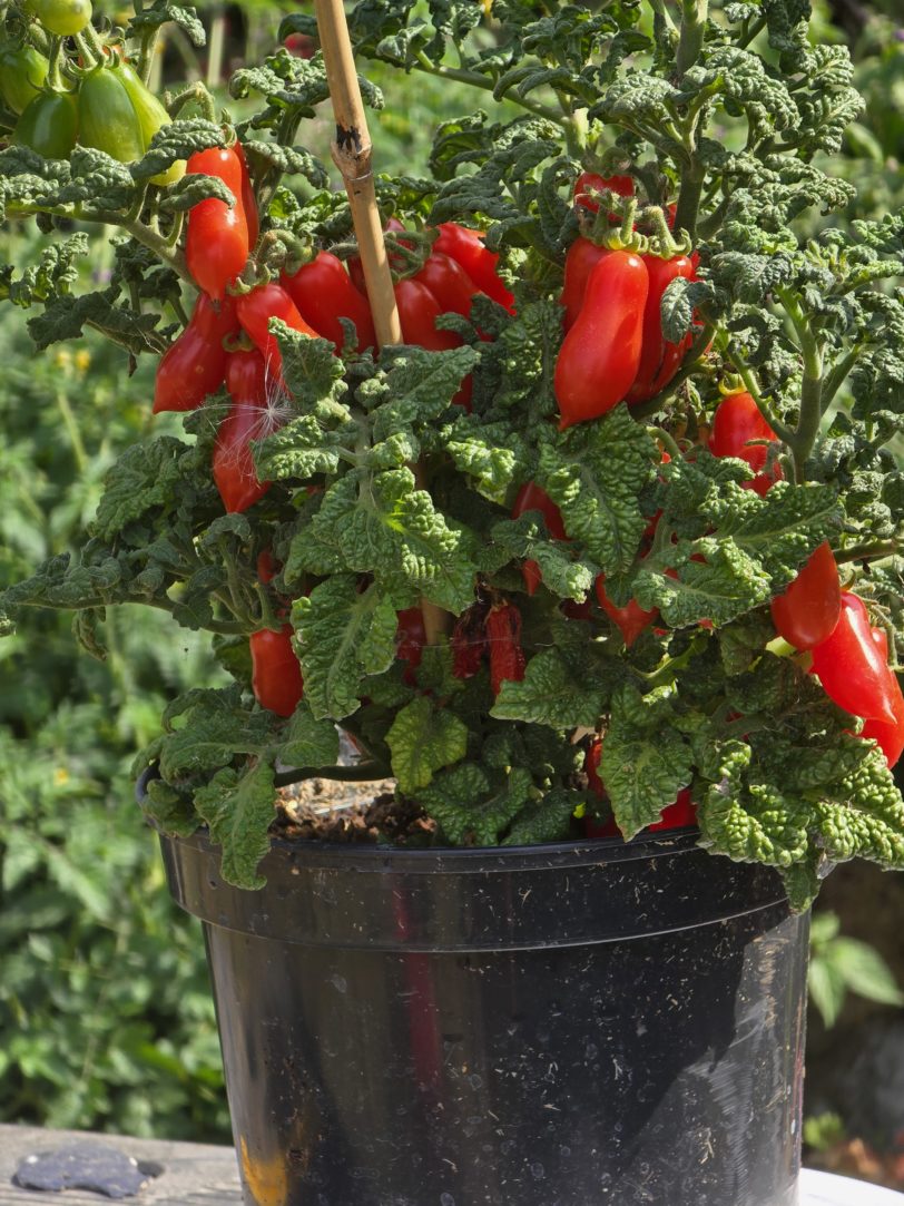 Curly Kale Micro Dwarf Tomato Seeds - Image 7
