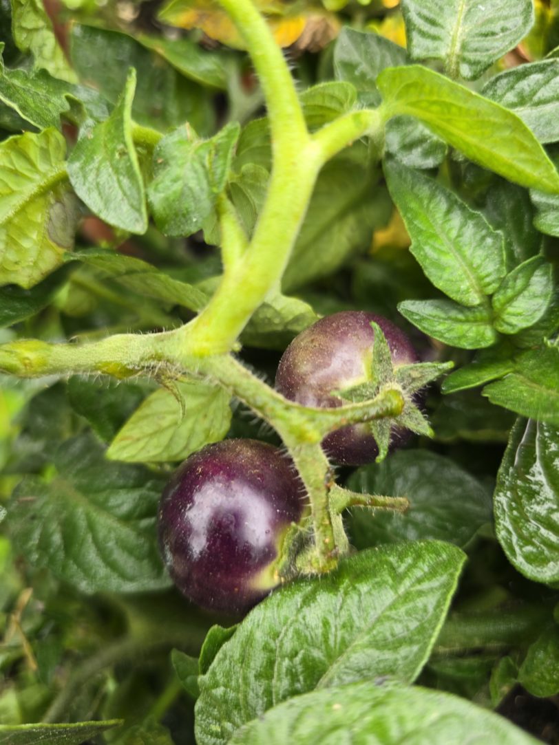 Inkspot Micro Dwarf Tomato Seeds - Image 7