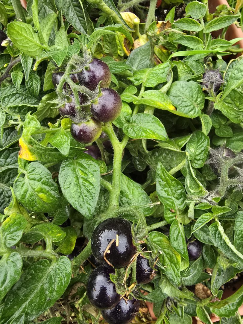Inkspot Micro Dwarf Tomato Seeds - Image 8