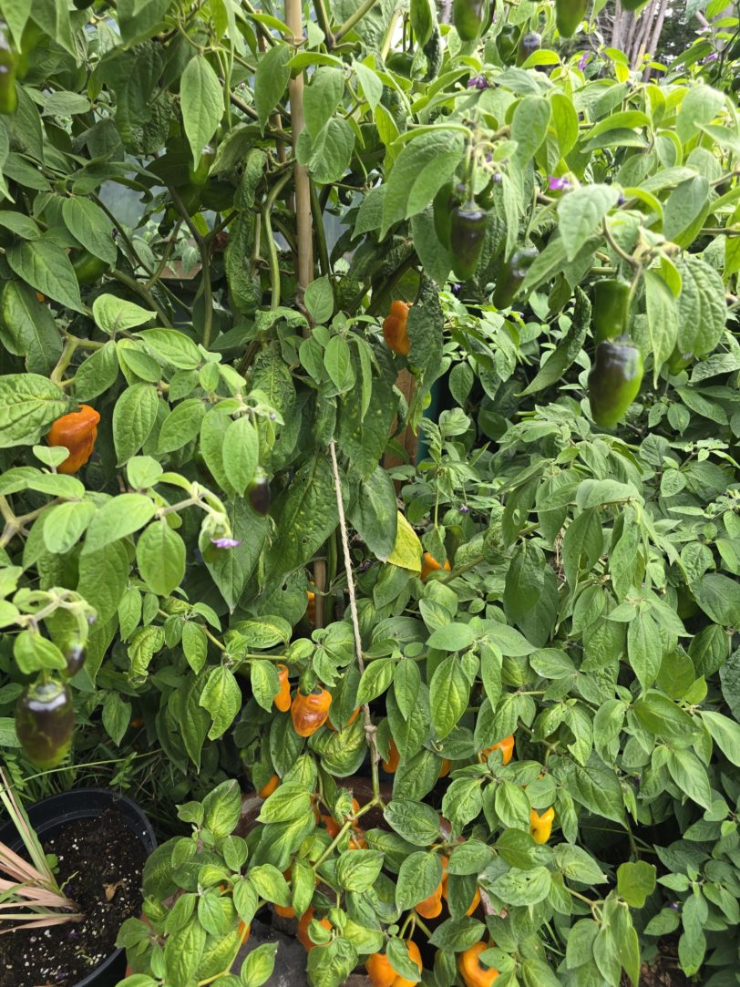 Montufar Rocoto Orange/Yellow Chilli Seeds - Image 2