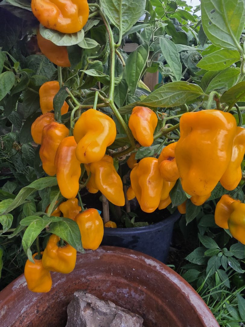 Montufar Rocoto Orange/Yellow Chilli Seeds - Image 3