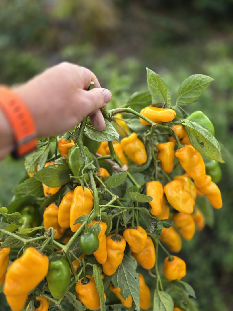Montufar Rocoto Orange/Yellow Chilli Seeds - Image 6