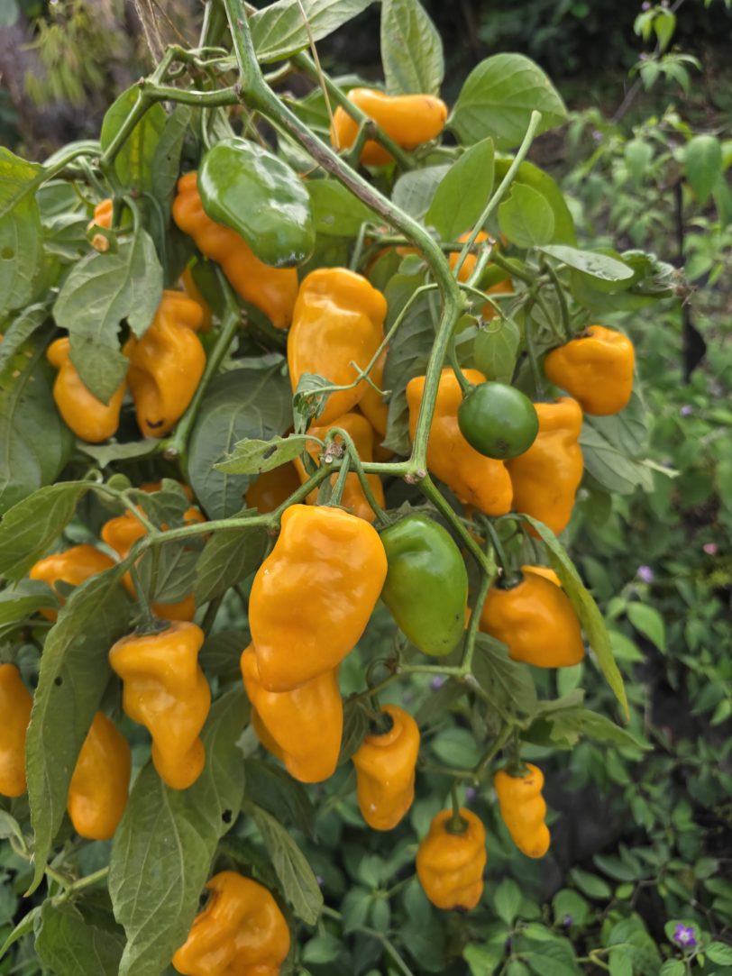 Montufar Rocoto Orange/Yellow Chilli Seeds - Image 5