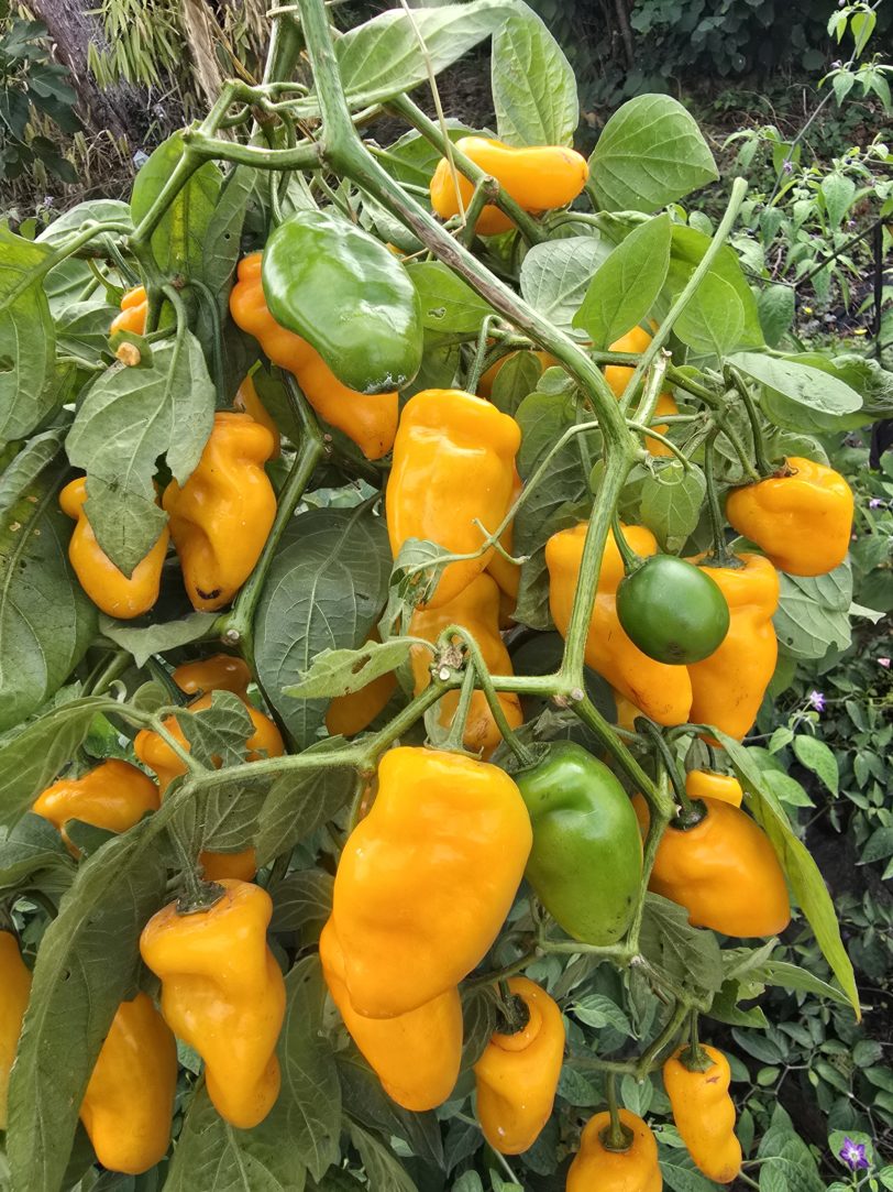 Montufar Rocoto Orange/Yellow Chilli Seeds - Image 4