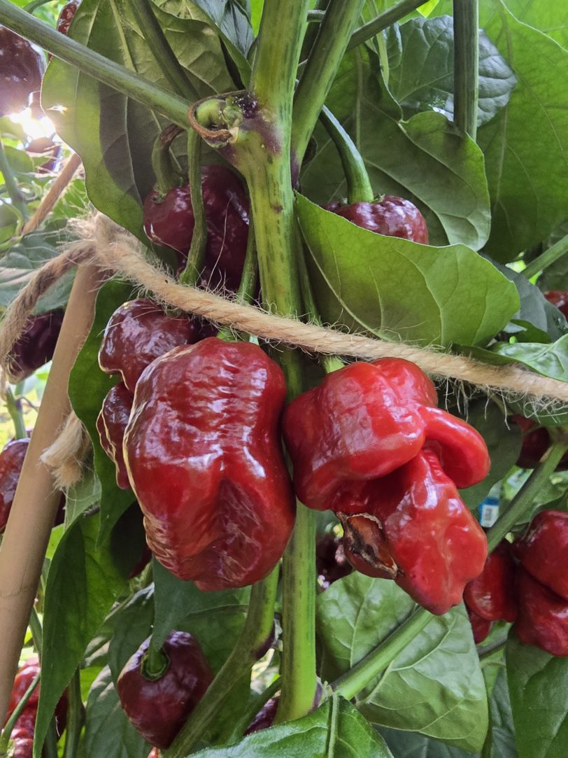 Jabba Da Hutt Chocolate Chilli Seeds - Image 8