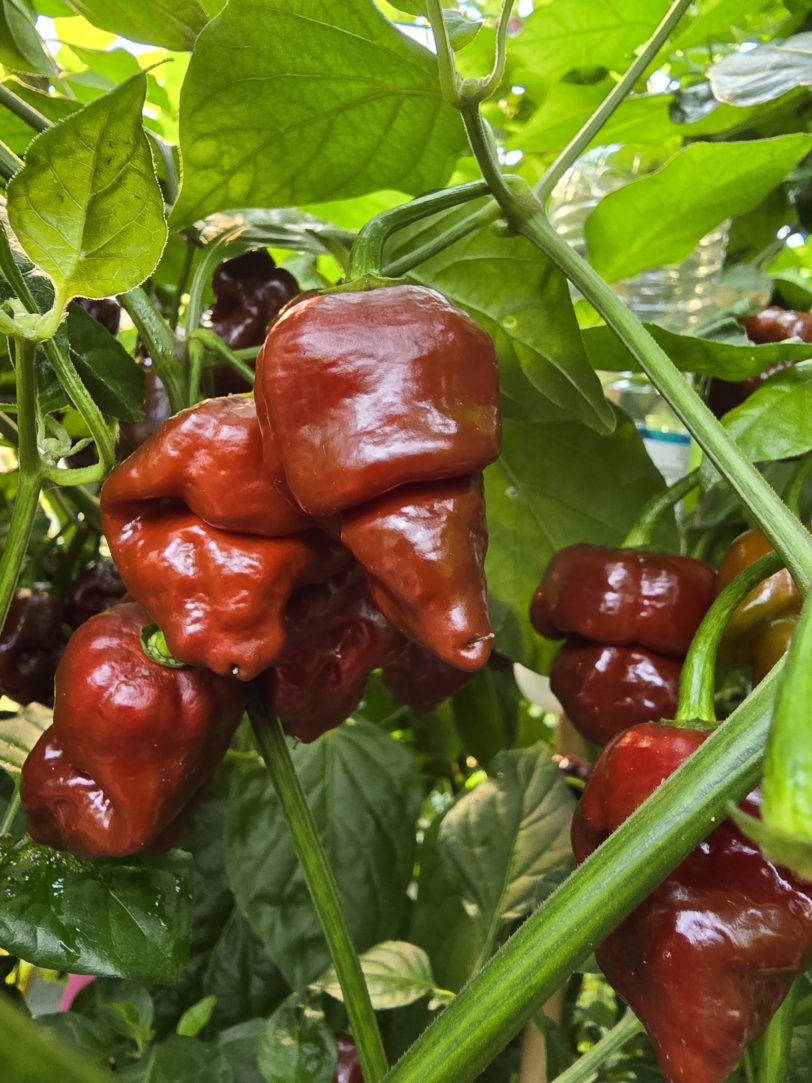 Jabba Da Hutt Chocolate Chilli Seeds - Image 2