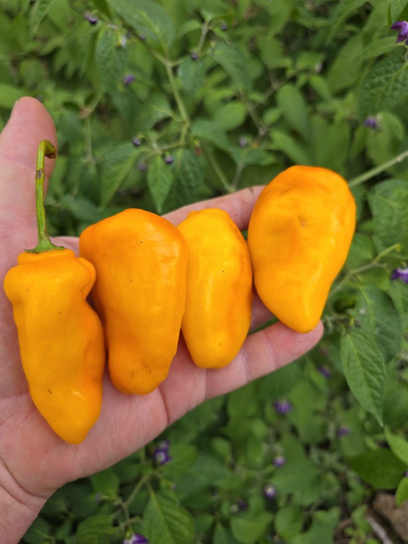 Montufar Rocoto Orange/Yellow Chilli Seeds - Image 7