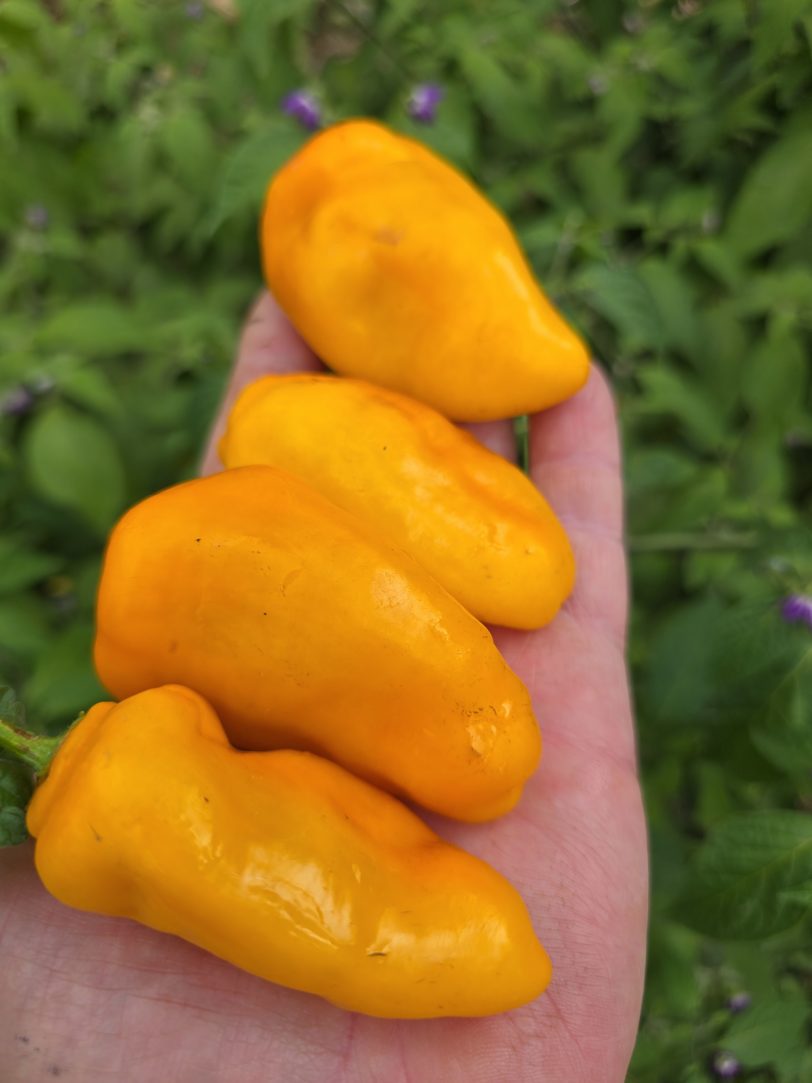 Montufar Rocoto Orange/Yellow Chilli Seeds - Image 8