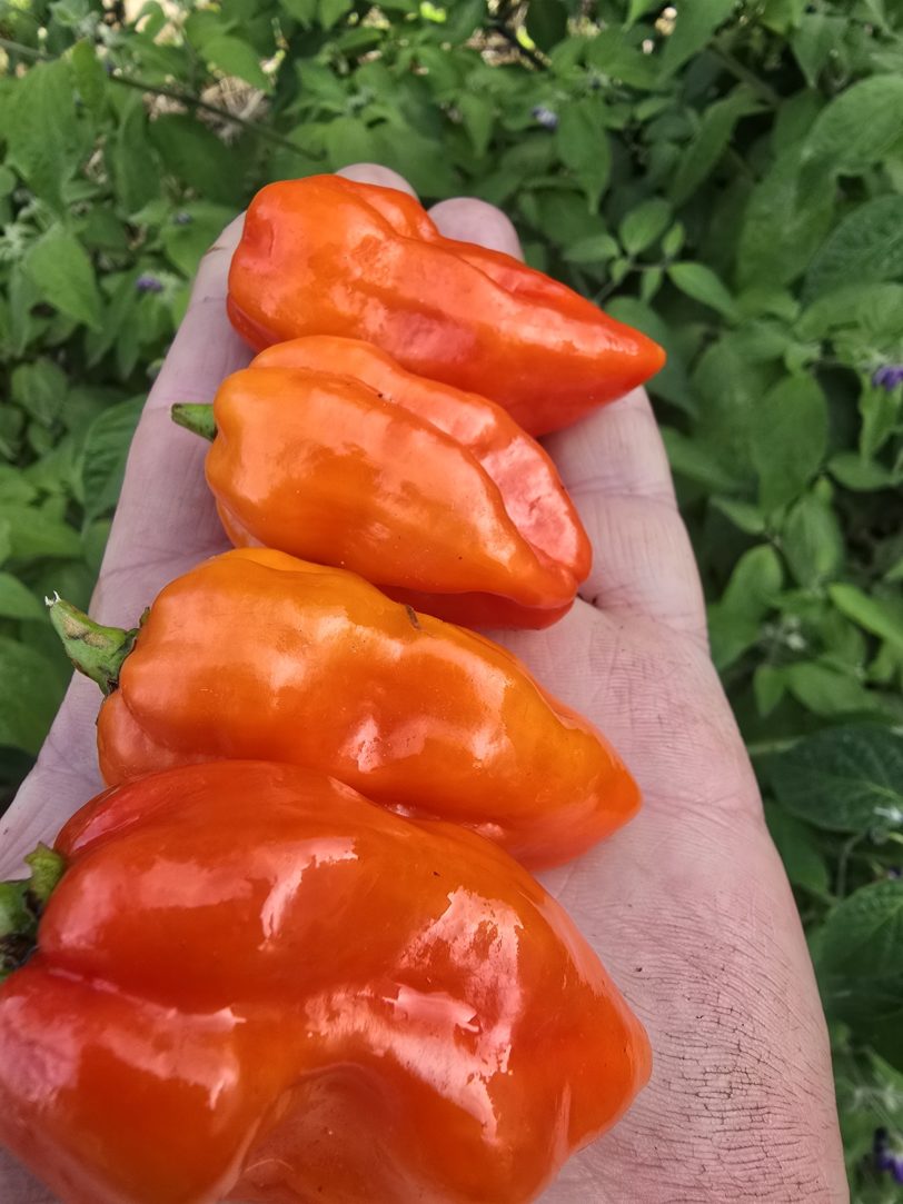 Habanda Chilli Seeds - Image 5