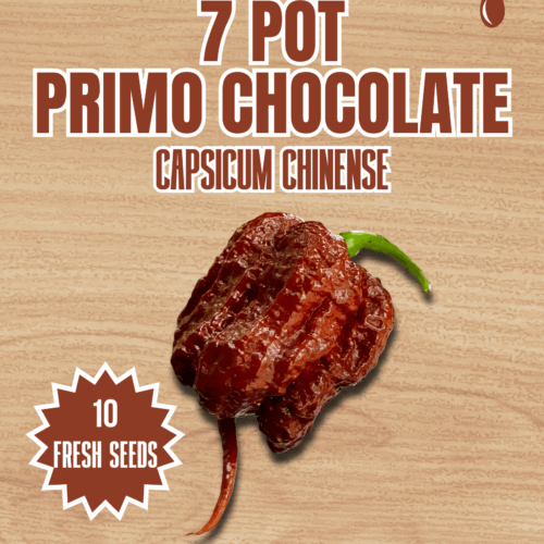 7 Pot Primo Chocolate Chilli Seeds