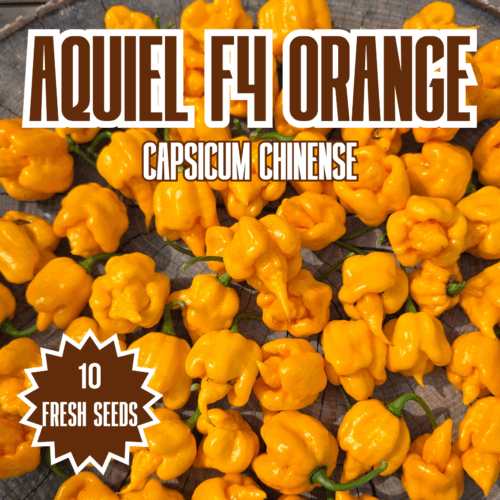 Aquiel F4 Orange Chilli Seeds