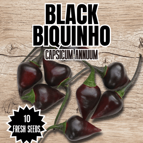 Black Biquinho Chilli Seeds