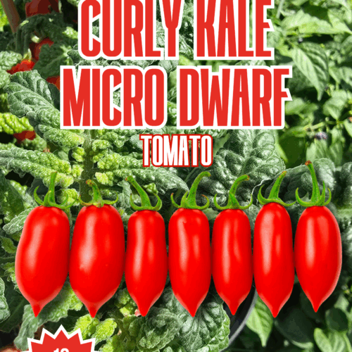 Curly Kale Micro Dwarf Tomato Seeds