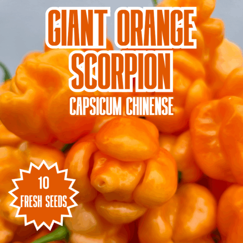 Giant Orange Scorpion Chilli Seeds