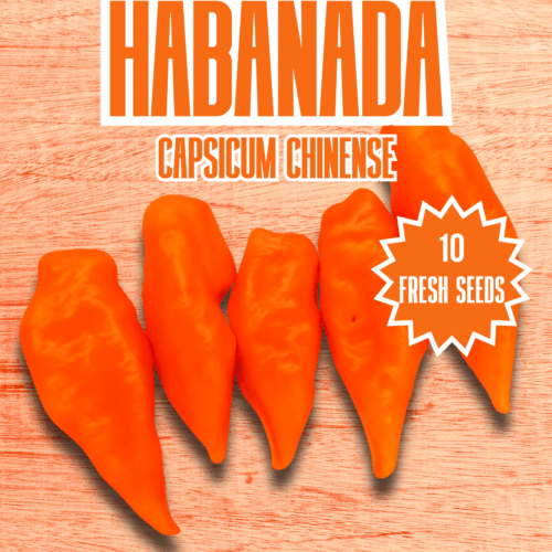 Habanada Chilli Seeds