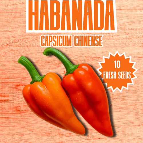 Habanada Chilli Seeds