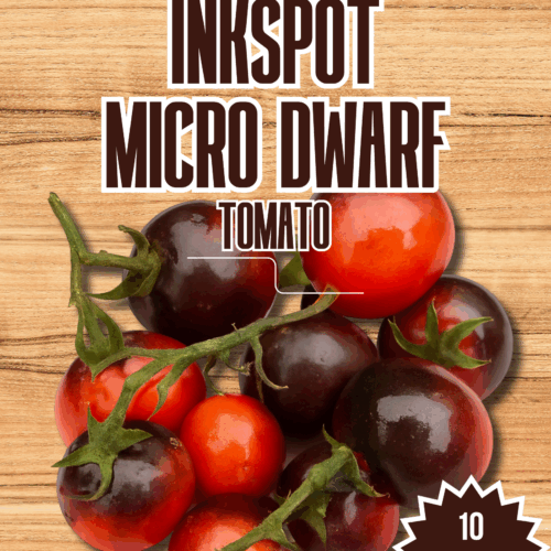 Inkspot Micro Dwarf Tomato Seeds