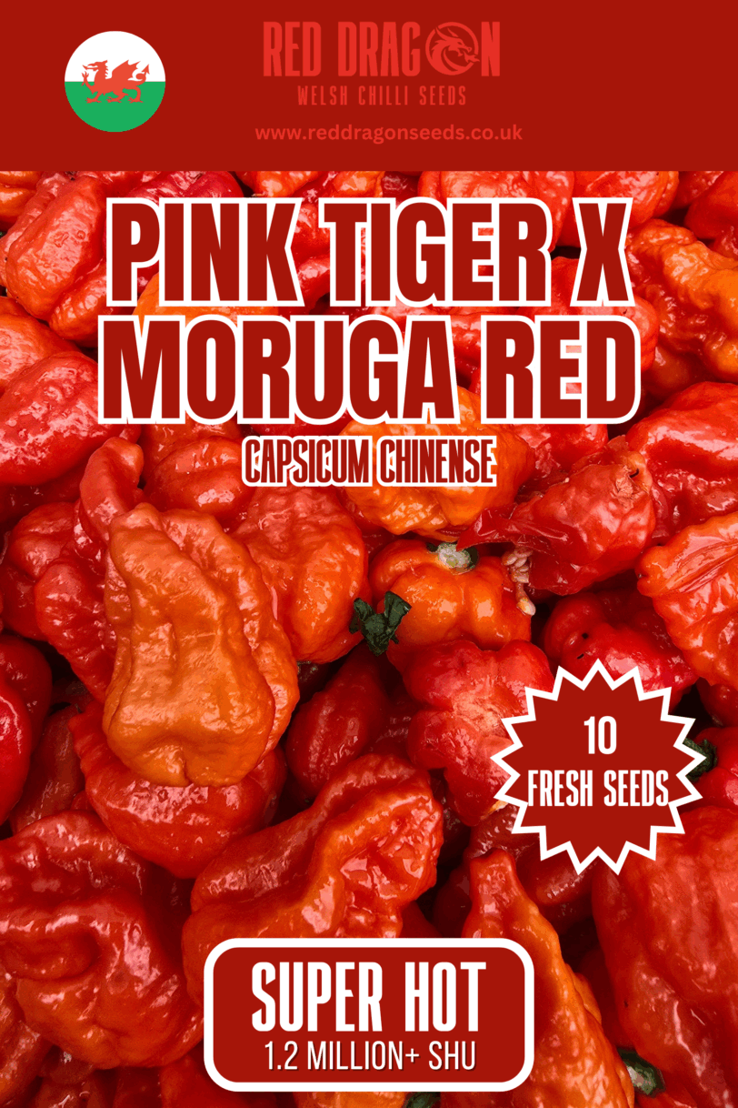 Pink tiger x moruga red chilli seeds