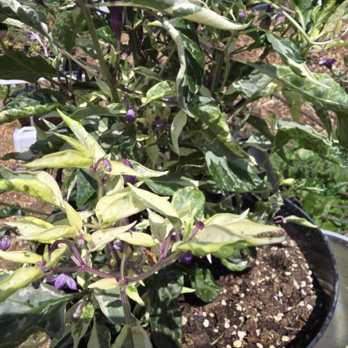 Dreamcatcher Dwarf × Buena Mulato F5 Chilli Seeds