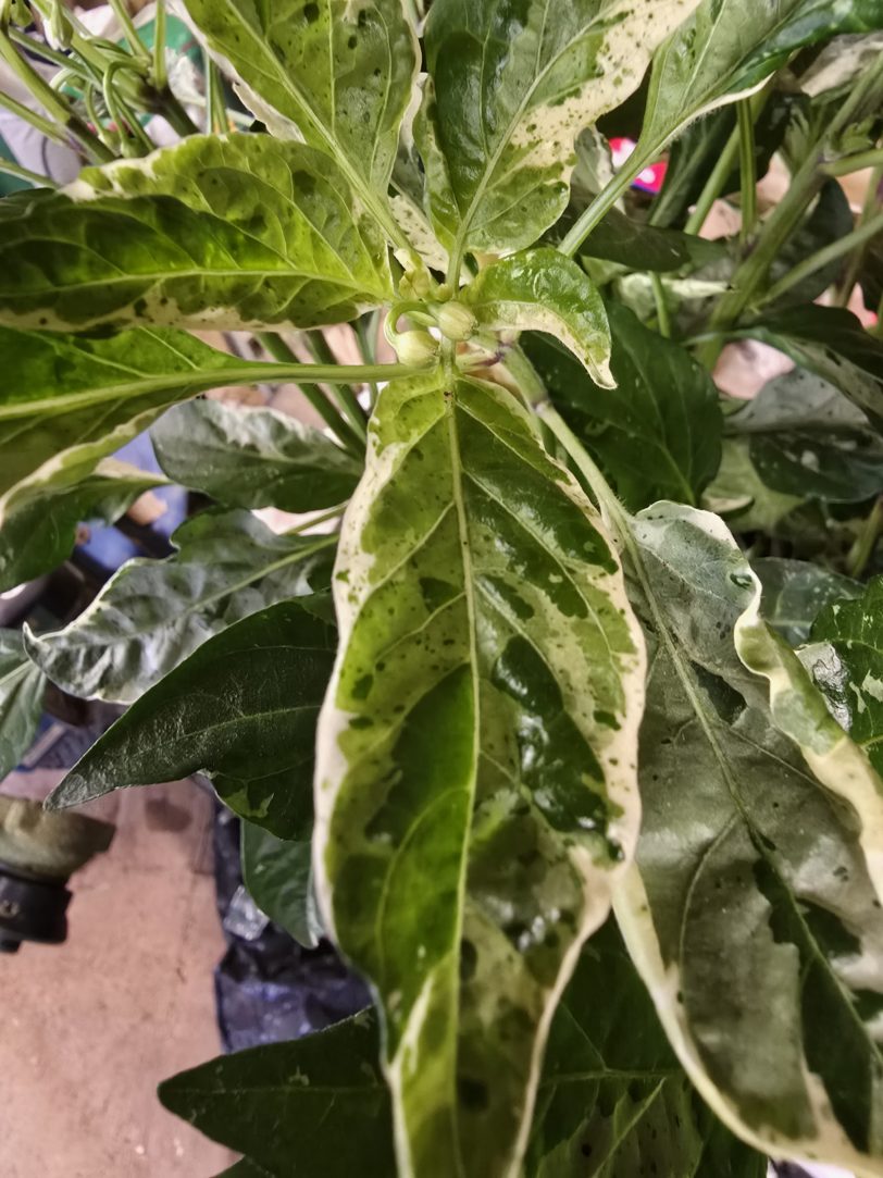 F6 Variegated Mutant x BRW x Yellow Boquet - Image 7