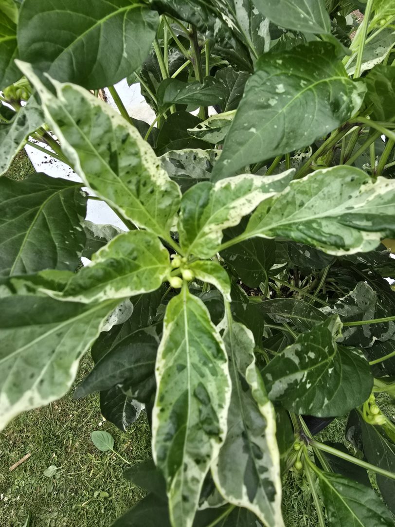 F6 Variegated Mutant x BRW x Yellow Boquet - Image 8