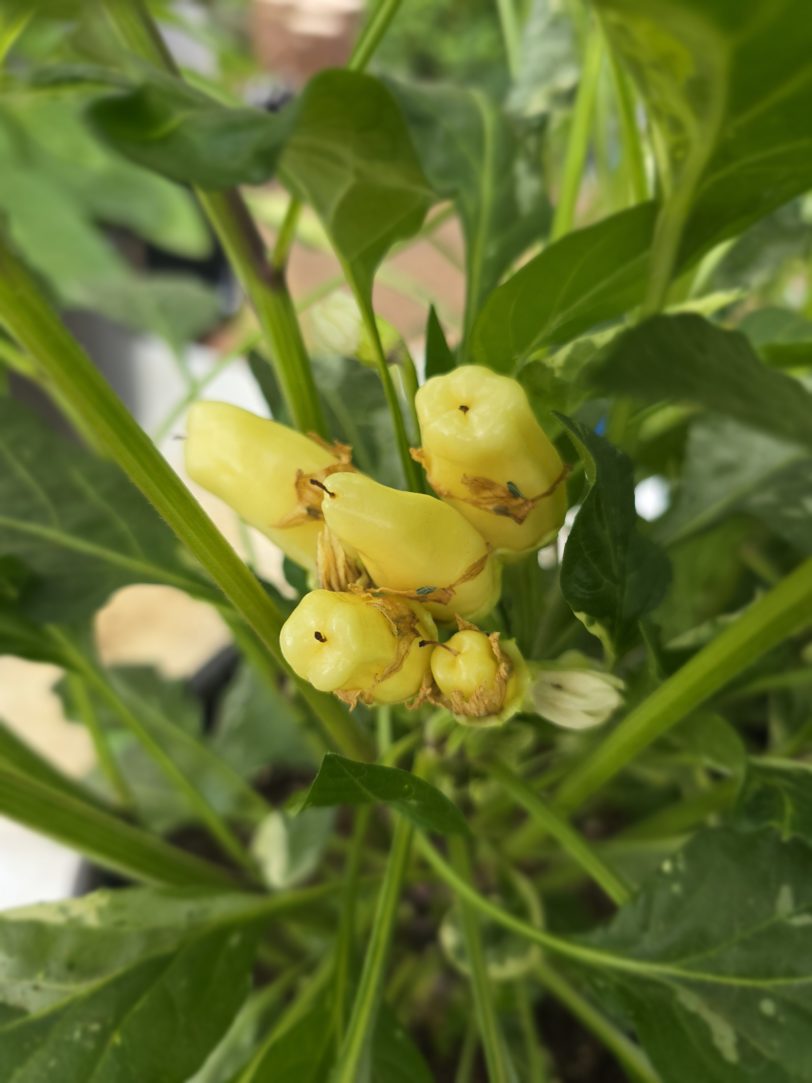 F6 Variegated Mutant x BRW x Yellow Boquet - Image 10