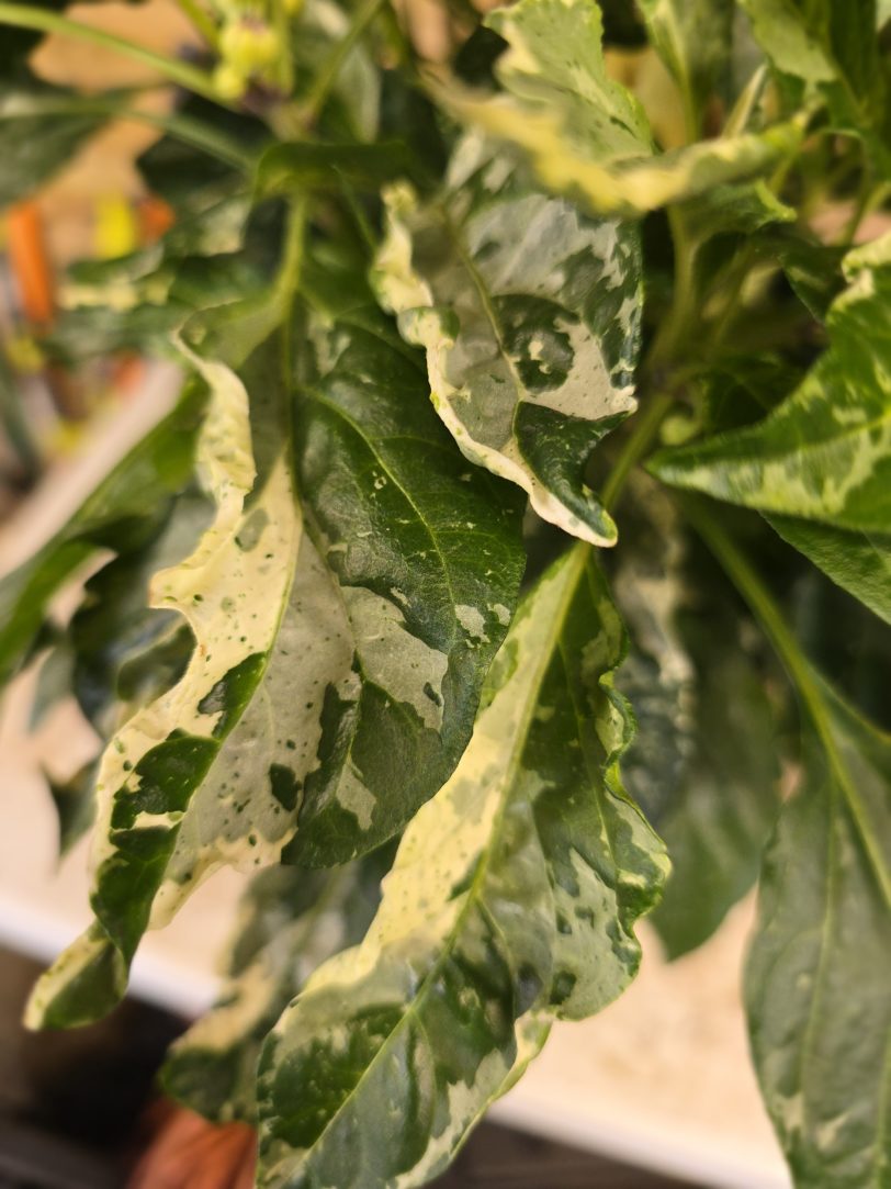 F6 Variegated Mutant x BRW x Yellow Boquet - Image 12