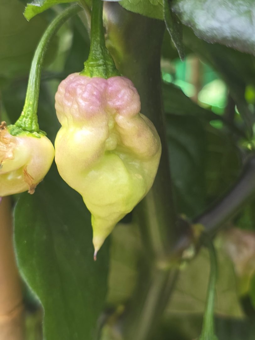 Delirio Chilli Seeds - Image 13