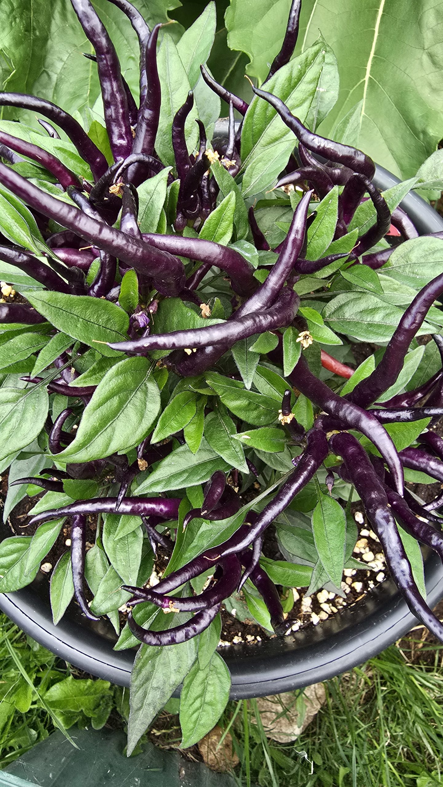 Sunset Sweet Pepper Seeds - Image 8