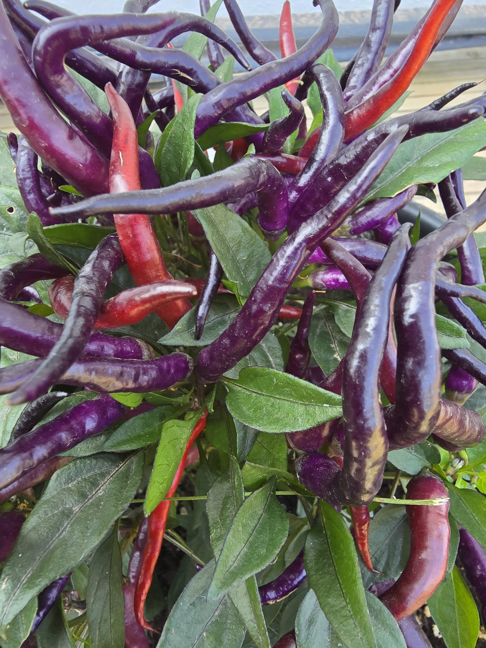 Sunset Sweet Pepper Seeds - Image 7