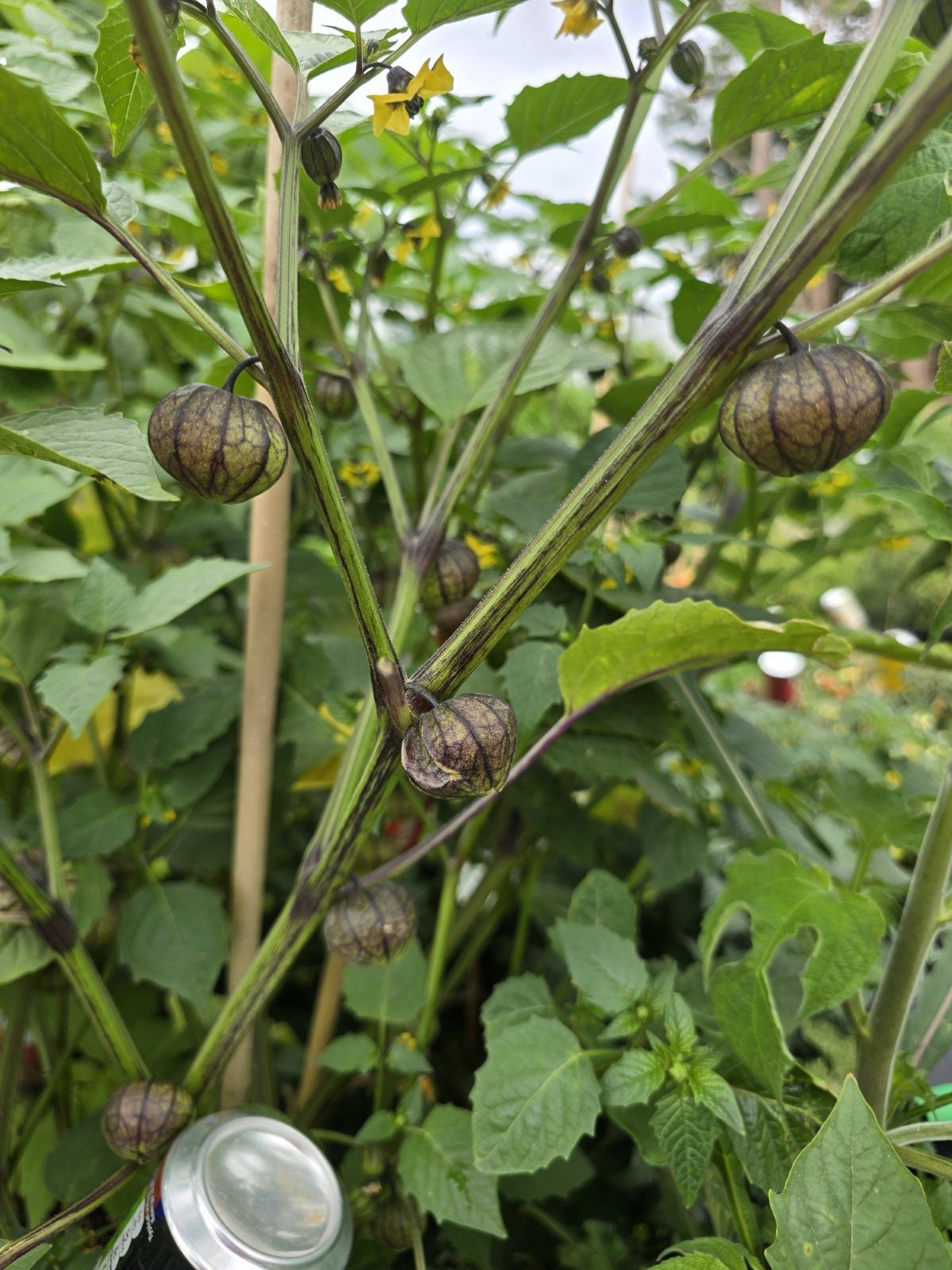 Purple Coban Tomatillo Seeds - Image 3