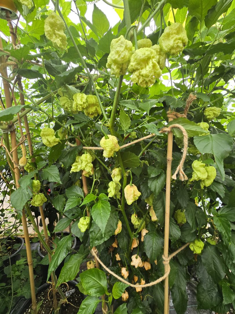Kevin's Fried Chicken Chilli Seeds - Image 11